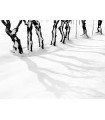 SHADOWS ON THE SNOW - CASARSA