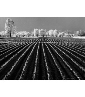 SOGNI DI PROSPERITA' - MORSANO AL TAGLIAMENTO