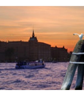 UN GABBIANO NELLA VENEZIA AL TRAMONTO.