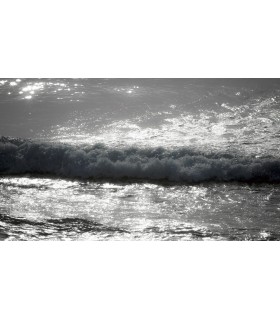 POLLICINO SOGNATORE 1