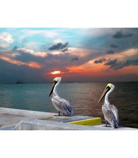 PELICANS AT SUNSET